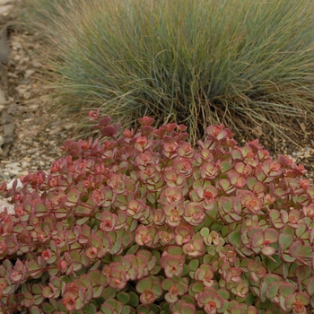Sedum sieboldii (October Daphne) - October Daphne