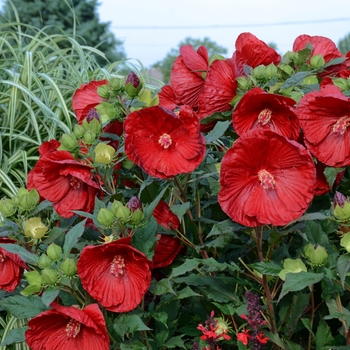 Hibiscus hybrid - Summerific® 'Cranberry Crush'