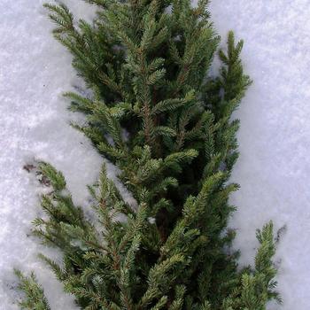 Picea orientalis - 'Nana'