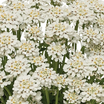 Iberis sempervirens - Snowdrift™