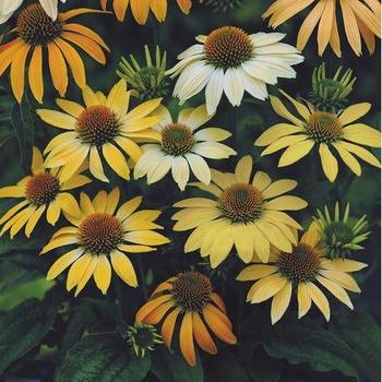 Echinacea purpurea ''Mellow Yellow'' (Coneflower) - Mellow Yellow Coneflower