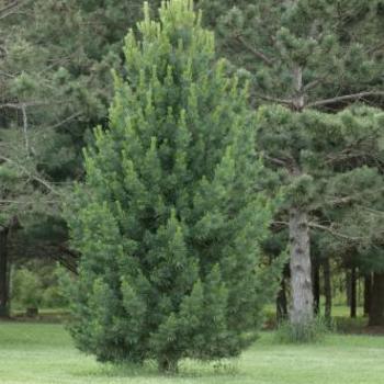 Pinus mugo - Swiss Mountain Pine 
