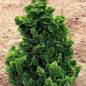 Chamaecyparis obtusa 'Nana Gracilis' - Dwarf Hinoki Falsecypress