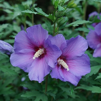 Hibiscus syriacus - Rose of Sharon