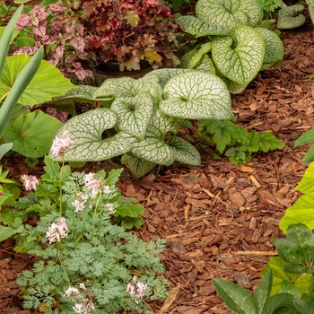 Brunnera macrophylla 'Jack of Diamonds' (Heartleaf Brunnera) - Jack of Diamonds Heartleaf Brunnera