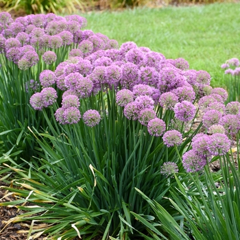 Allium hybrid - 'Serendipity'