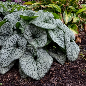 Brunnera macrophylla 'Queen of Hearts' PP32737 (Heartleaf Brunnera) - Queen of Hearts Heartleaf Brunnera