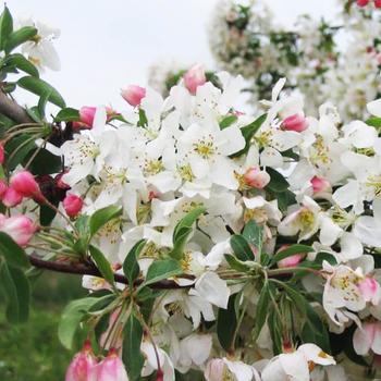 Malus 'Jewelcole' - Red Jewel Crabapple