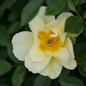 Rosa 'AAC333' - Easy Elegance® 'Oscar Peterson™' Rose