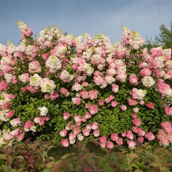 Hydrangea paniculata - Berry White® Hydrangea