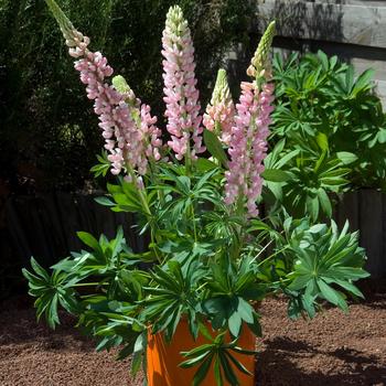 Lupinus polyphyllus () - Gallery Mini™ 'Pink'