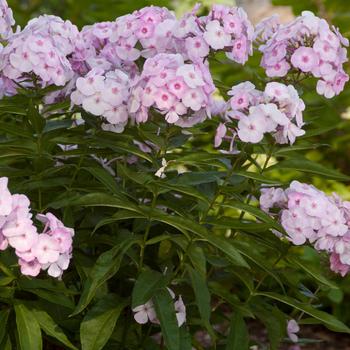 Phlox paniculata 'Ditomfav' PP21,369 - New Editions® Cotton Candy™ Garden Phlox