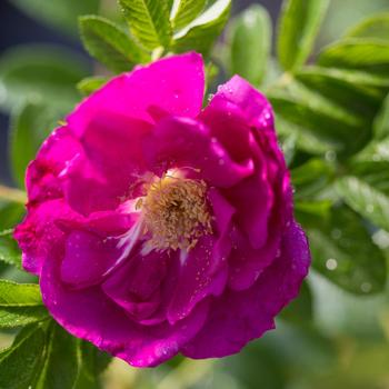 Rosa 'BOC rogosnif' PP22570 - Lotty's Love®