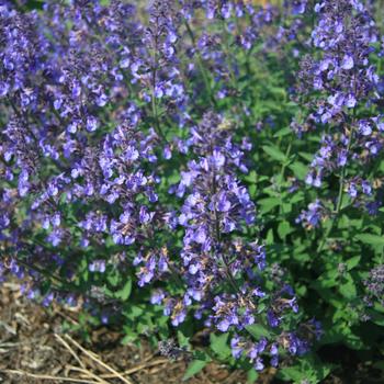 Nepeta x faassenii 'Novanepjun' PP23074 (Catmint) - Junior Walker™ Catmint