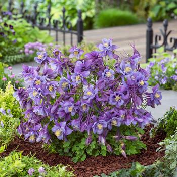 Aquilegia caerulea ''Purple Blue'' (Columbine) - Earlybird™ Purple Blue