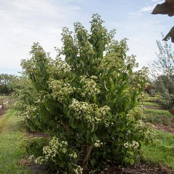 Heptacodium miconiodes 'Minhep' (Seven-Son Flower) - Tianshan® Seven-Son Flower