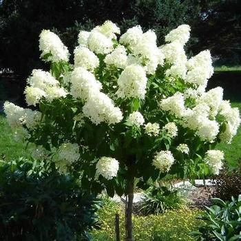 Hydrangea paniculata - 'Limelight' 