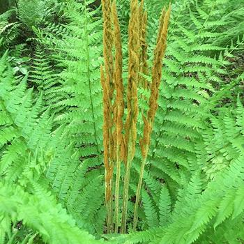 Osmundastrum cinnamomea - Cinnamon fern