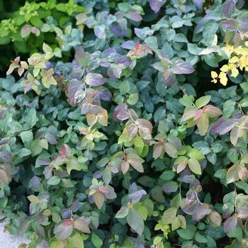 Spiraea media - Double Play® Blue Kazoo®