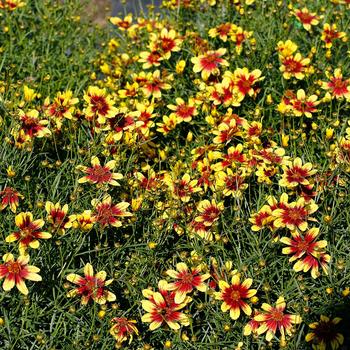 Coreopsis verticillata - Sunstar™ Gold