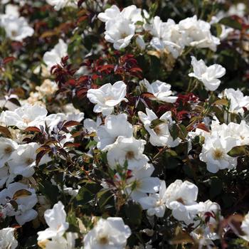 Rosa 'Radwhite' PP20273 - White Knock Out™