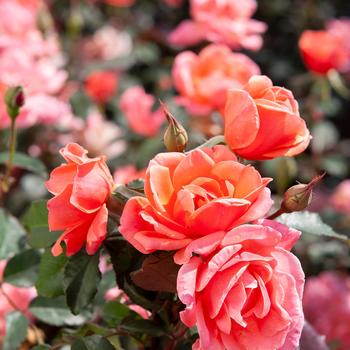 Rosa 'Radral' - Coral Knock Out® 
