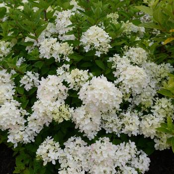 Hydrangea paniculata 'Bombshell' - 'Bombshell' Dwarf Hydrangea