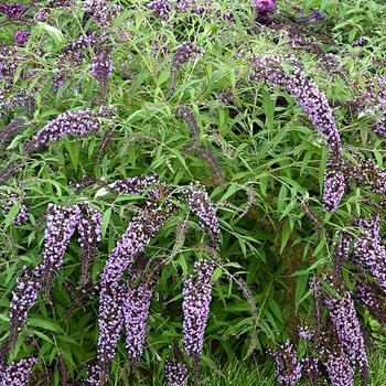 Buddleia davidii 'Wisteria Lane' PP27833 (Butterfly Bush) - Wisteria Lane Butterfly Bush