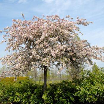 Malus floribunda - Japanese Flowering Crabapple