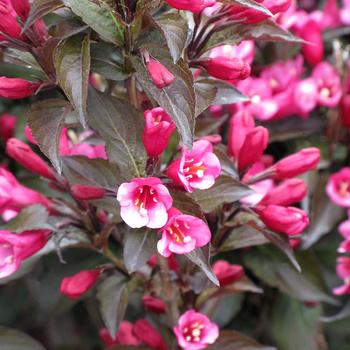 Weigela florida 'Colorstar Merlot Pink' - Weigela