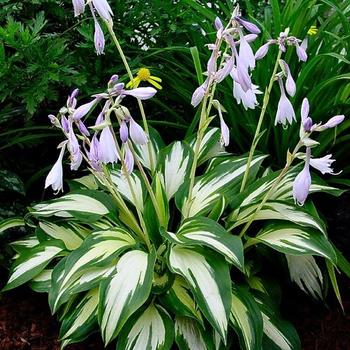 Hosta - 'Christmas Tree' Hosta, Plantain Lily