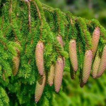 Picea abies - 'Acrocona' Norway Spruce