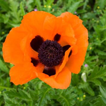 Papaver orientale - 'Prince of Orange'