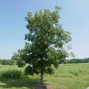 Quercus macrocarpa - Bur Oak