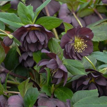 Helleborus - Honeymoon™ 'Dashing Groomsmen'