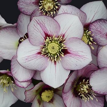 Helleborus hybrid - Honeymoon™ 'French Kiss' 