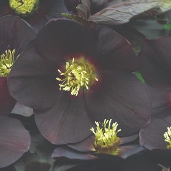 Helleborus hybrid - Honeymoon® 'New York Night'