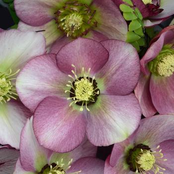 Helleborus hybrid - Honeymoon® 'Paris in Pink'