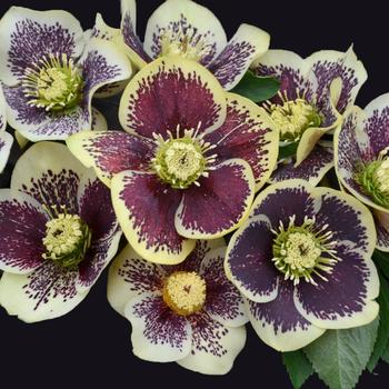 Helleborus hybrid - Honeymoon® 'Rio Carnival'