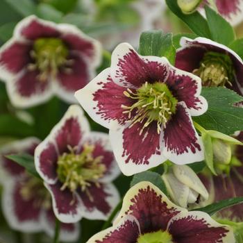 Helleborus hybrid - Honeymoon® 'Romantic Getaway'