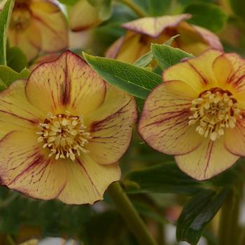 Helleborus hybrid - Honeymoon® 'Tropical Sunset'