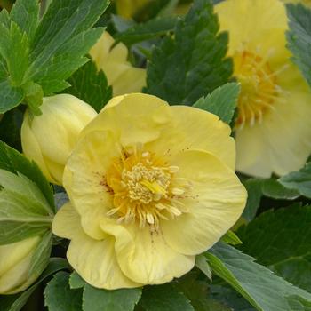 Helleborus (Lenten Rose) - Honeymoon® 'California Dreaming'