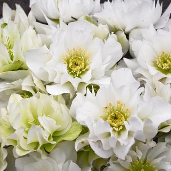 Helleborus (Lenten Rose) - Wedding Party® 'Wedding Bells'