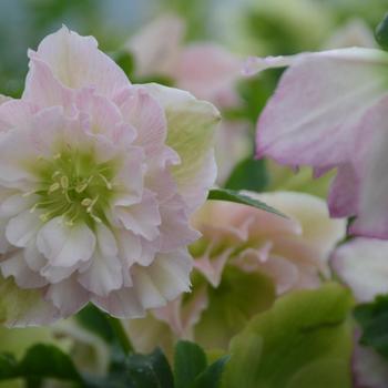 Helleborus hybrid - Wedding Party™ 'Flower Girl'