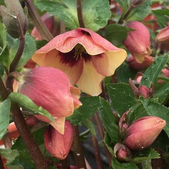 Helleborus (Lenten Rose) - Honeymoon® 'Sandy Shores'