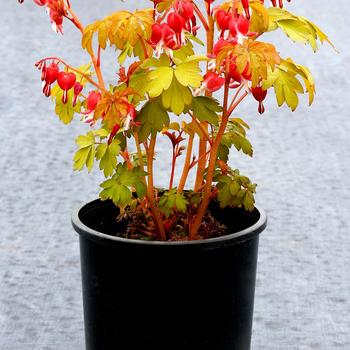 Dicentra spectabilis 'Ruby Gold' (Bleeding Hearts) - Ruby Gold Bleeding Hearts