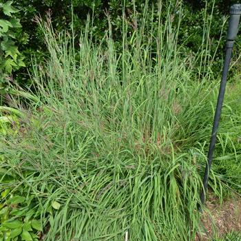 Andropogon gerardii - Big Blue Stem