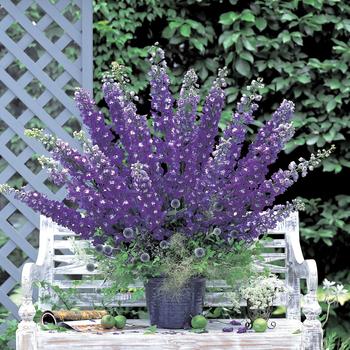 Delphinium elatum - 'Aurora Deep Purple'