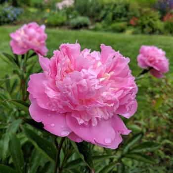 Paeonia lactiflora - 'Edulis Superba' 