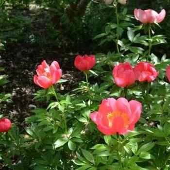 Paeonia lactiflora - 'Flame'
